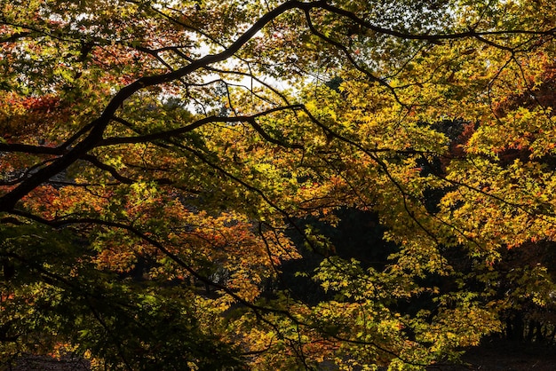 Amazing branches full of colorful leaves lit by sunlight in fall season.