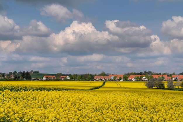 Amazing bright colorful springsummer landscape for wallpaper Yellow field of blooming rapeseed and a tree against a blue sky with clouds Natural landscape Europe Germany