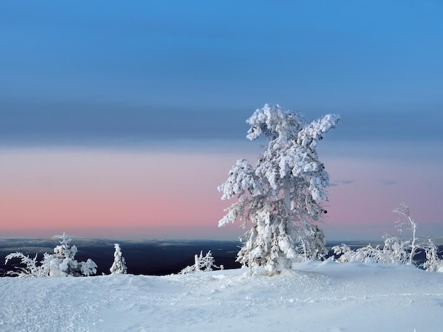 Amazing cold pink dawn over a snowy winter hill View of the snowcovered tundra and hills Arctic harsh nature Mystical fairy tale of the winter frost forest