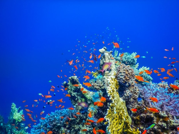 Amazing colorful fishes and corals with deep blue water while diving