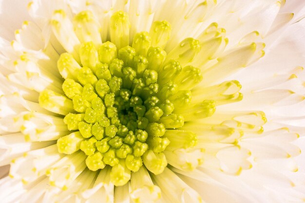 Amazing colorful Spring flowers in macro