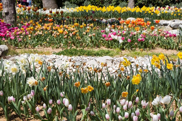 Amazing colorful Spring flowers in nature