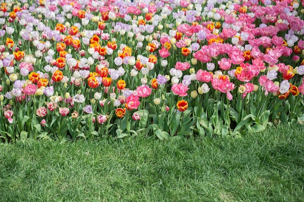 Amazing colorful Spring flowers in nature