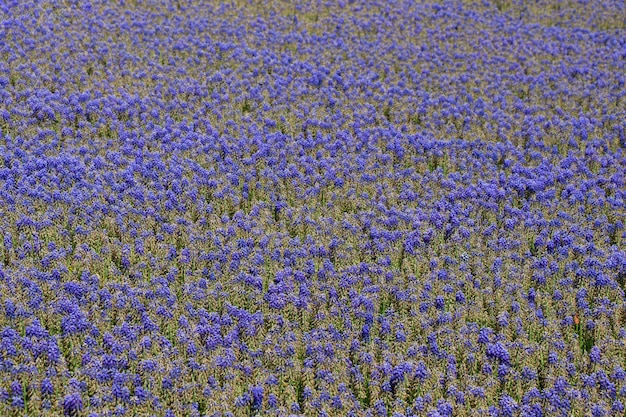 Amazing colorful Spring flowers in view