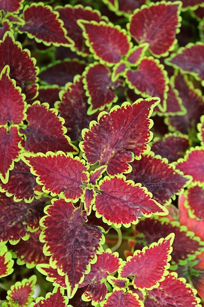 Amazing Deep Burgundy Red with Yellow Green Edges Leaves of Trusty Rusty Coleus