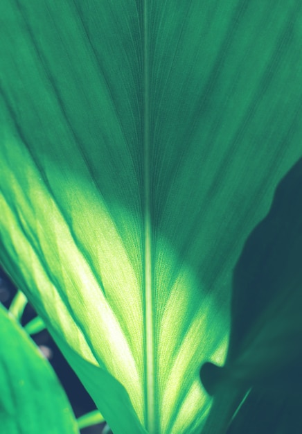 Amazing detail on the leaf surface naturally.