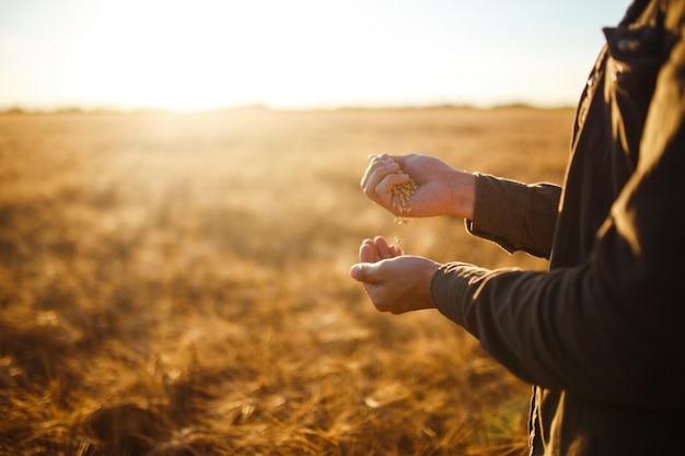 Amazing Hands Of A Farmer Closeup Holding A Handful Of Wheat Grains In A Wheat Field