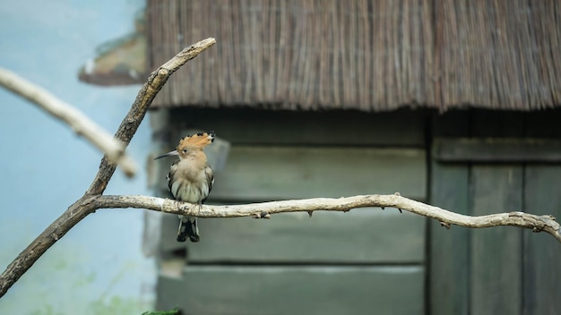 Amazing hoopoe sitting on a branch, incredible wildlife