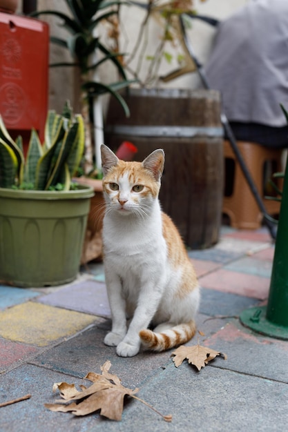 Amazing Istanbul cat one of many