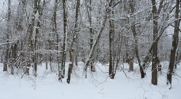 amazing landscape of dry trees full of snow in high definition