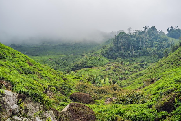 Amazing landscape view of tea plantation in sunset, sunrise time. Nature background with blue sky and foggy