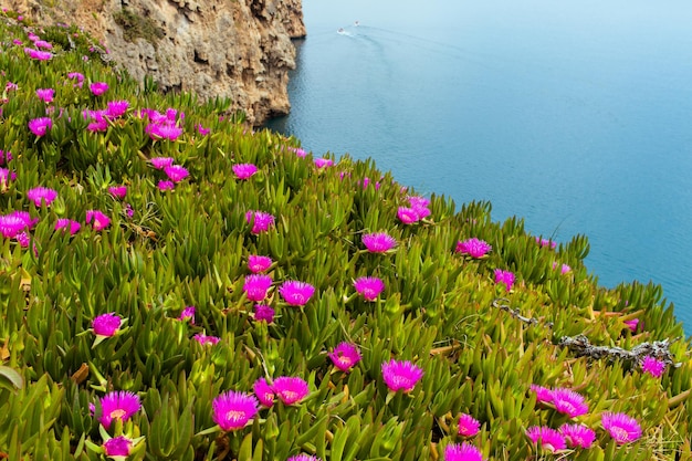 Amazing landscape with flowerson the hills closeup with mountain backgroundTurkeyAntalya