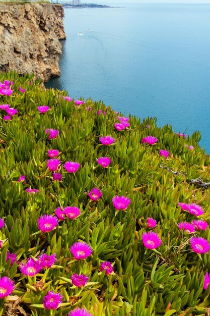 Amazing landscape with flowerson the hills closeup with mountain backgroundTurkeyAntalya