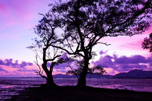 Amazing light sunset colorful clouds sky with dead trees in the tropical sea sunset or sunrise evening time Long exposure image Landscape nature view