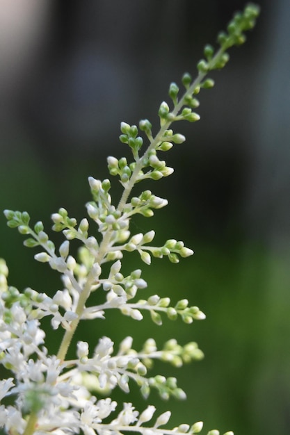 Amazing look at a Flowering White Astilbe Plant