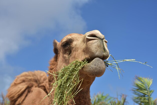 Photo amazing look into the face of a chewing camel.