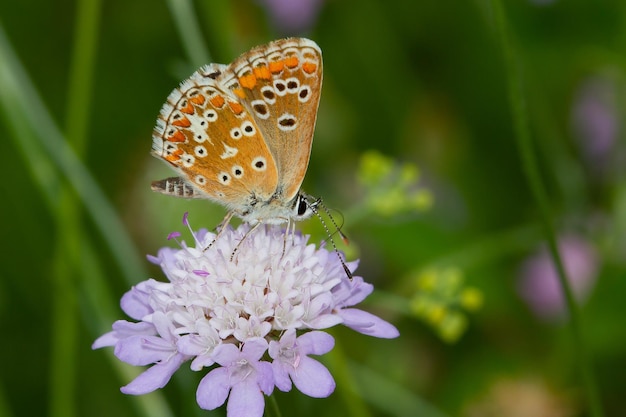 Amazing macro shot of a beautiful Adonis Blue butterfly on a wildflower with a nature background