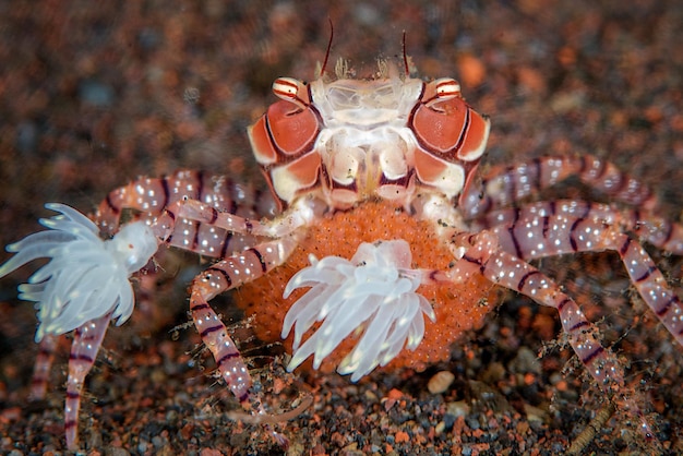 Amazing macro shot of a boxer crab with eggs under the water