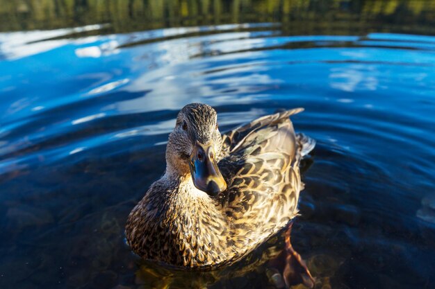 Photo amazing mallard duck on mountains lake