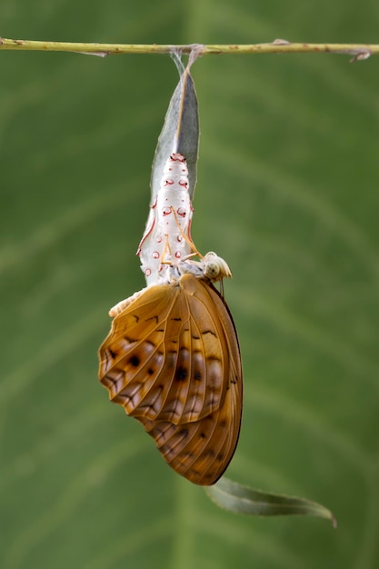 amazing moment about butterfly change form chrysalis