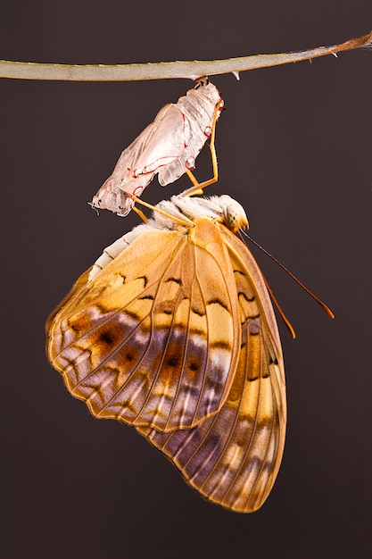 amazing moment about butterfly change form chrysalis