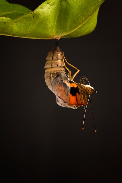 amazing moment about butterfly change form chrysalis