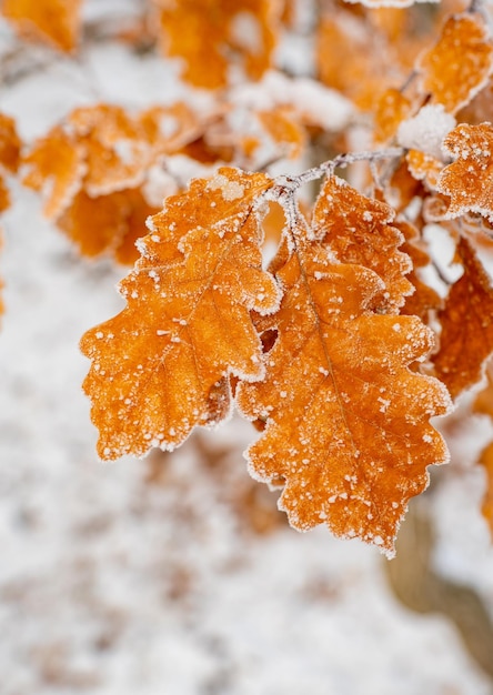 Amazing orange oak tree leaves covered by frost close up photo Winter forest and nature atmosphere S