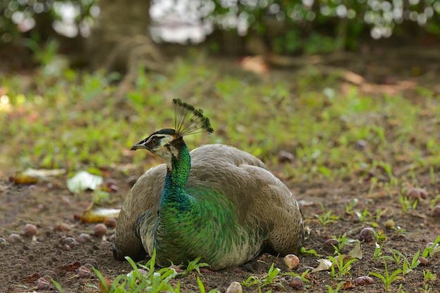 Amazing peacock in nature outdoor