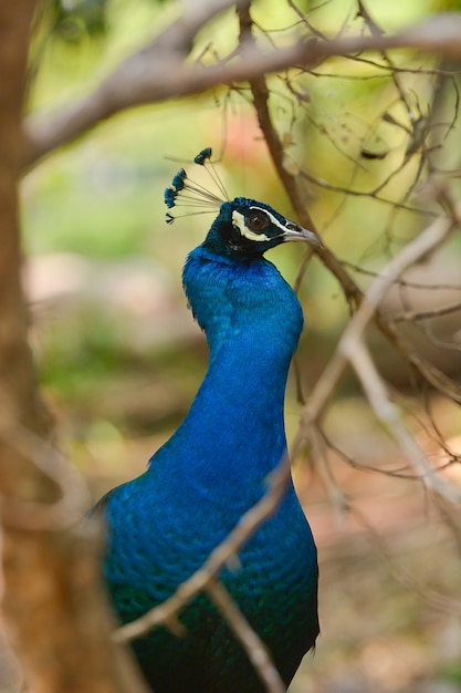 Amazing peacock in nature outdoor