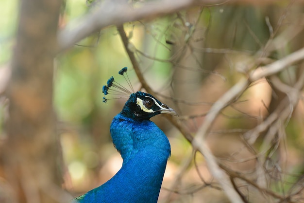 Amazing peacock in nature outdoor