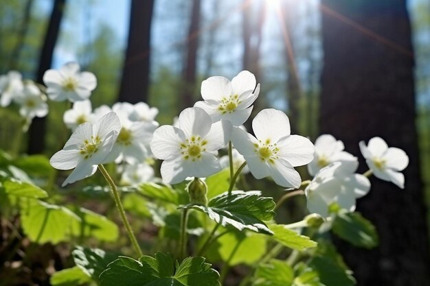 Amazing perfect spring forest white flowers primroses on a beautiful day