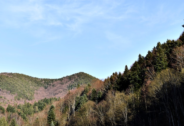 Amazing Pine Forest