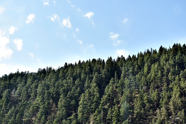 Amazing Pine Forest