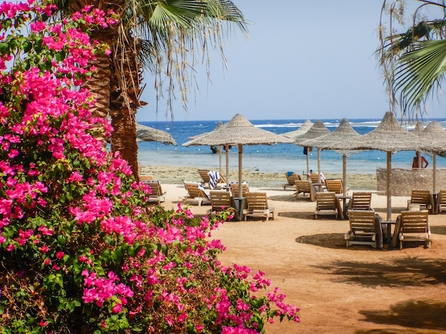 Amazing pink flowers on a beach with sun umbrellas and lounges on vacation