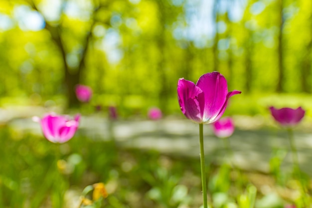 Amazing pink tulip flowers blooming in forest field blurry nature landscape Sunny colorful park