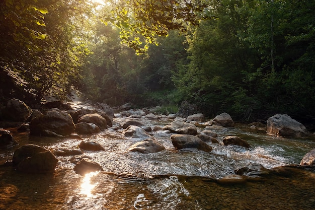 Amazing scenic view forest with river on background green trees in the morning or evening rays of the sun