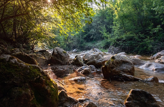 Amazing scenic view forest with river on background green trees in the morning or evening rays of the sun