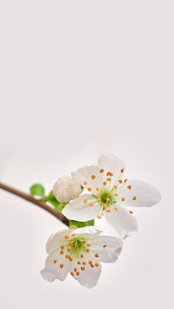 Amazing spring blossom Tree branches with beautiful flowers on white background