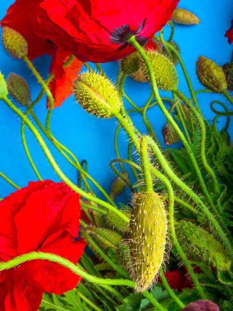 Amazing spring red poppy on blue background selective focus