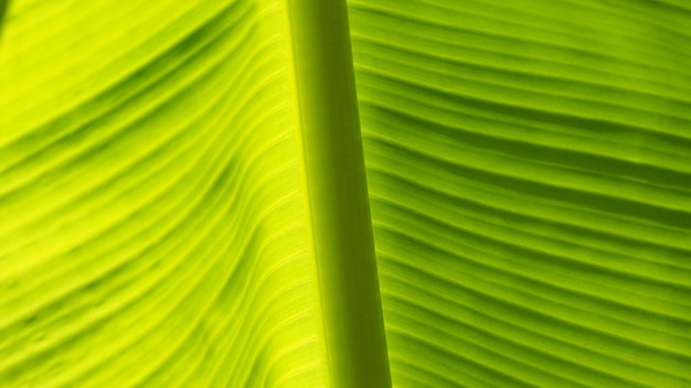 Amazing structure and vein pattern of vibrant green exotic banana leaf