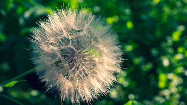 Amazing taraxacum officinale