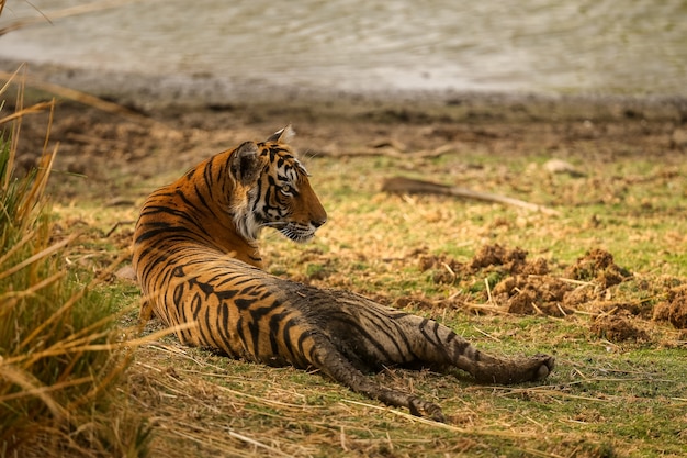 Amazing tiger in the nature habitat. Tiger pose during the golden light time. Wildlife scene with danger animal. Hot summer in India. Dry area with beautiful indian tiger