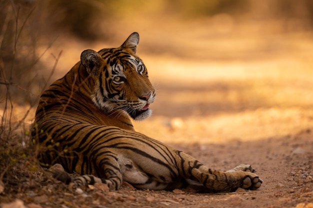 Amazing tiger in the nature habitat. Tiger pose during the golden light time. Wildlife scene with danger animal. Hot summer in India. Dry area with beautiful indian tiger