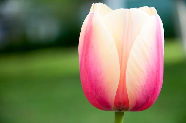 Amazing tulip in macro view 2