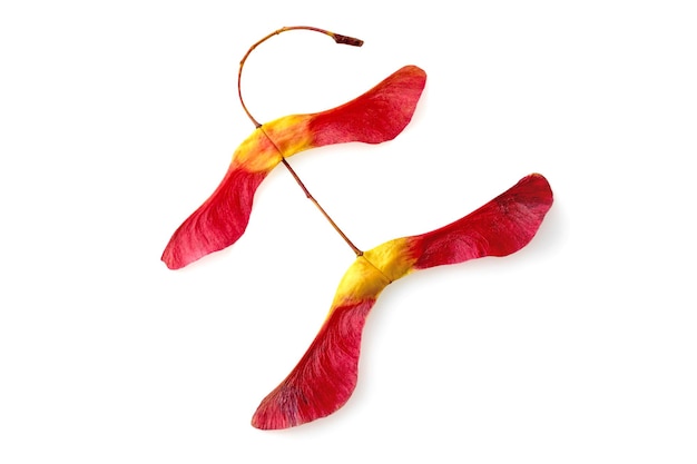 Amazing twolobed red yellow maple seed pods in bright red yellow isolated on a white background