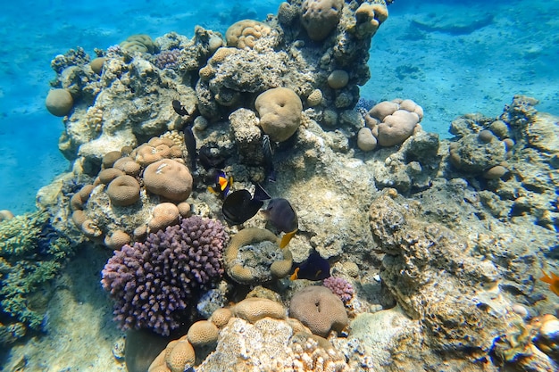 Amazing underwater world of the Red Sea a flock of fish circles around the coral