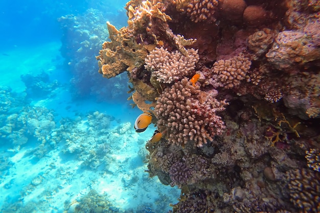 Amazing underwater world of the Red Sea near huge corals colorful tropical fish swim on which the rays of the sun fall