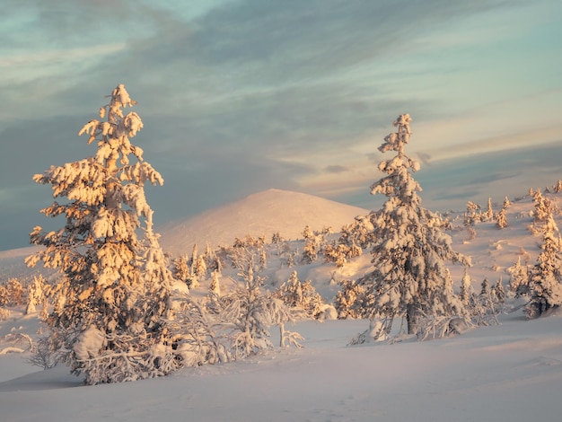 Amazing view of winter mountains at sunrise Winter polar forest Beautiful landscape of a snow slope with fancy trees at dawn Sunrise over a snowcovered hill Dramatic cloudy over sky