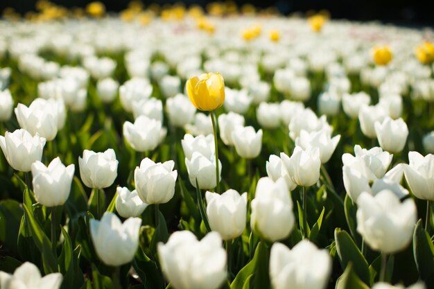 Amazing white tulip flowers blooming in a tulip field against the background of blurry tulip flower