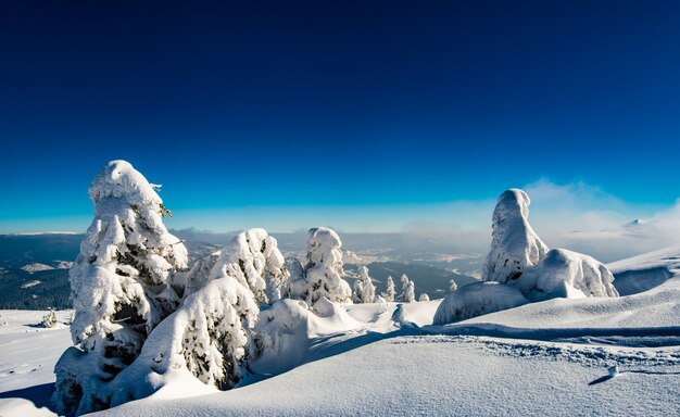 Amazing winter landscape of snowy little fir trees